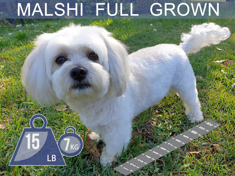 how big do maltese get when fully grown? 2