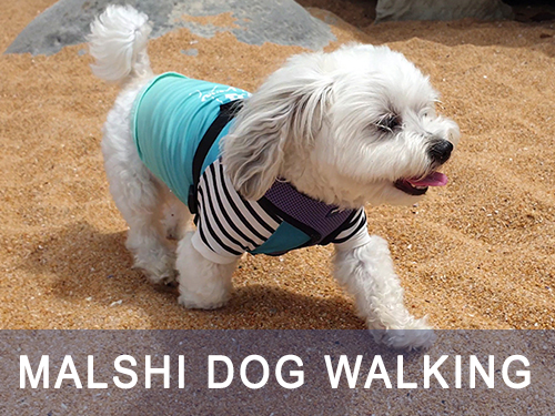 Malshi Dog Walking