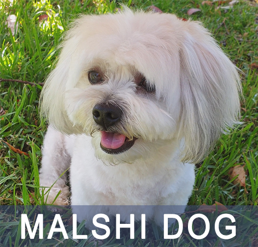 Malshi dog