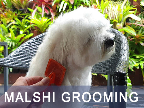 Malshi Grooming